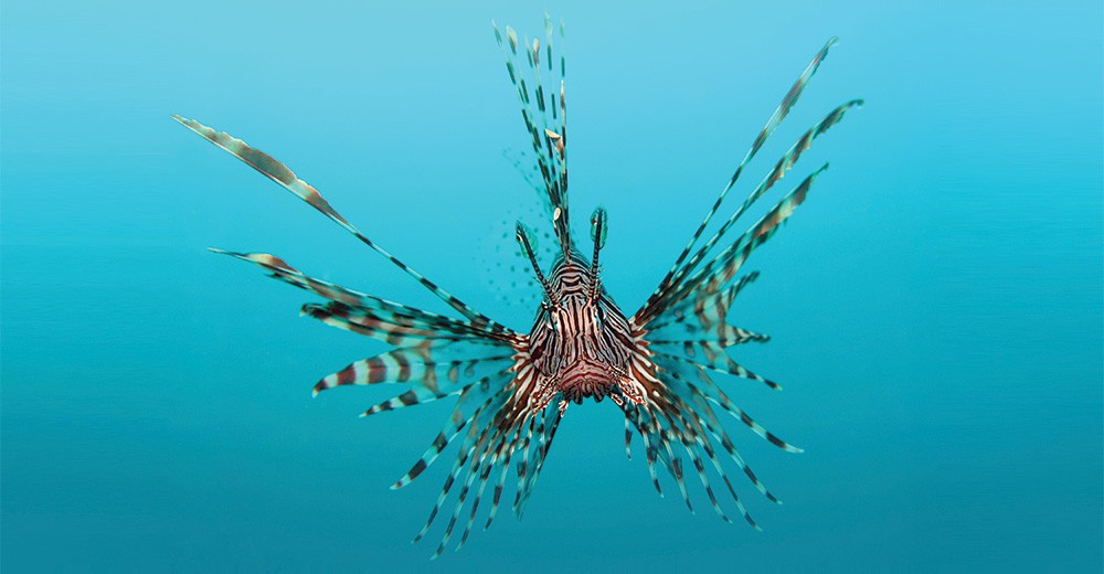 Face-to-face view of a lionfish